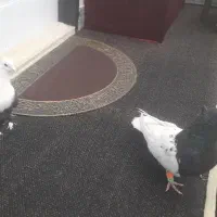 رنگی کل سفید|پرنده|قم, هنرستان|دیوار