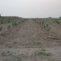 باغ پسته ورامین۴۴۰۰متر|فروش دفتر صنعتی، کشاورزی، تجاری|جوادآباد, |دیوار