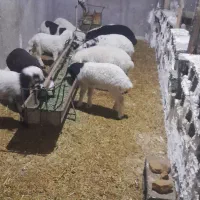 گوسفند ماده و بره