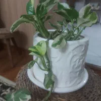 ۴ عدد گل + گلدان و زیر گلدانی سرامیک + ۴ عدد نی