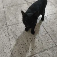 گربه / گربه سیاه / گربه خانگی|گربه|تویسرکان, |دیوار