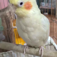 عروس هلندی آلبینو ماده
