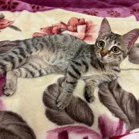 واگذاری گربه تبی|گربه|بندر انزلی, پاسداران|دیوار