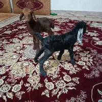 بره،وبزغاله،شیری
