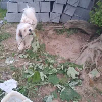 یک قلاده سگ