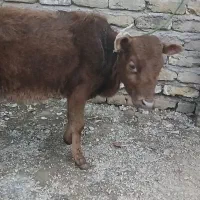 گوساله