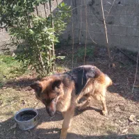 سگ ژرمن ماده|سگ|ماکلوان, |دیوار