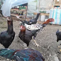 لاری|حیوانات مزرعه|شفت, |دیوار