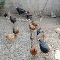 فروش بوقلمون با ده عدد مرغ