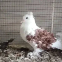 کبوتر زینتی جکسون