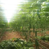 فروش گلخانه|فروش دفتر صنعتی، کشاورزی، تجاری|اشکذر, |دیوار