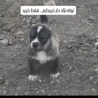 واگذاری توله
