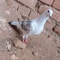 رنگه|پرنده|پائین جام, |دیوار