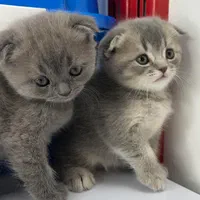 گربه های اسکاتیش