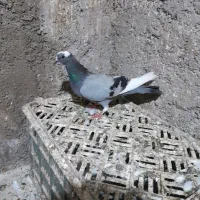 کبوتر تکپر پلنگی دوبال