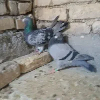 کفتر آلمانی مسفتی