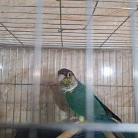 گرینجیک تراکویس ماده