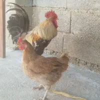 یک‌عدد‌خروس‌و‌دو‌عدد‌مرغ‌برای‌داشت