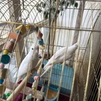 عروس هلندی آلبینو|پرنده|آذرشهر, |دیوار