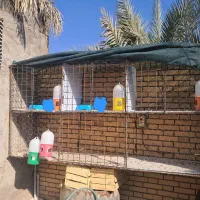 قفس کفتر|پرنده|رفسنجان, |دیوار