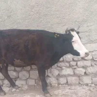 یک عددگاو جوان