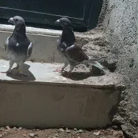 جفت نر بورمگس