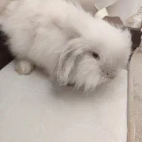 خرگوش لوپ ترکیش|موش و خرگوش|مرودشت, پشت سایپا‎|دیوار