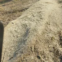 کاه ماش|خدمات باغبانی و درختکاری|گتوند, |دیوار