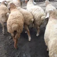 بره نر پای پروار|حیوانات مزرعه|چهاردانگه (آذربایجان), |دیوار