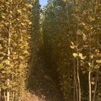 صنوبر نیگرا|خدمات باغبانی و درختکاری|چالدران, |دیوار