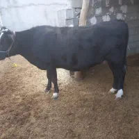 فروش ۲ راس گاو حامله