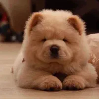 پاگ|سگ|بوشهر, |دیوار