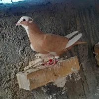 بون رنگی ۲۵تا