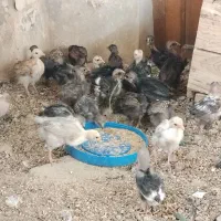 جوجه