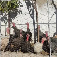 بوقلمون نر و ماده