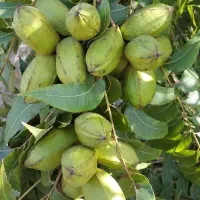 تولید نهال گردو پکان زود بازده