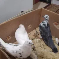 ۱۷تا کبوتر پرشی یجا|پرنده|بومهن, |دیوار