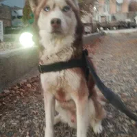 هاسکی قهوه‌ای|سگ|بروجرد, |دیوار