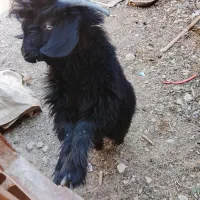 دو عدد گوسفند|حیوانات مزرعه|ایرانشهر, |دیوار