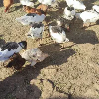 غاز‌محلی‌ارگانیک‌بادوعدد‌بوقلمون‌نر|حیوانات مزرعه|بشاریات, |دیوار