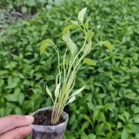 گلدانی فلفل