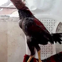 جوجه خروس ۷ماهه ترکیه ای