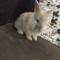 خرگوش لپ|موش و خرگوش|سبزوار, کهنه آب|دیوار