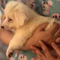 توله سگ ماده اشپیتز