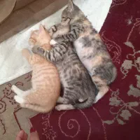 واگذاری گربه رایگان به شرط این ک هفته یک بارتصویری