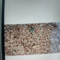 گندم دامی|لوازم جانبی حیوانات|ایوان, |دیوار