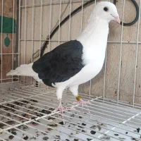 پشت سیاه  ماده واکسی المانی