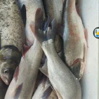 ماهی غزل سفید زنده و تازه