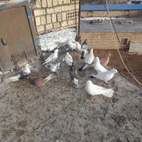 کبوتر توقی|پرنده|ایجرود, |دیوار