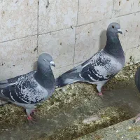 پلاکی|پرنده|کوه چنار, |دیوار